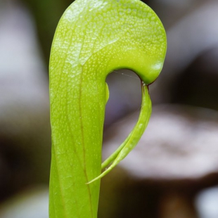 Darloingtonia californica